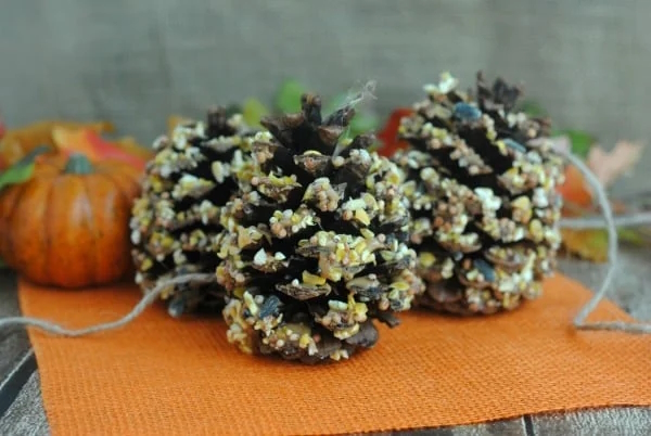 pinecones covered with peanut butter and bird seed and turned into birdfeeders