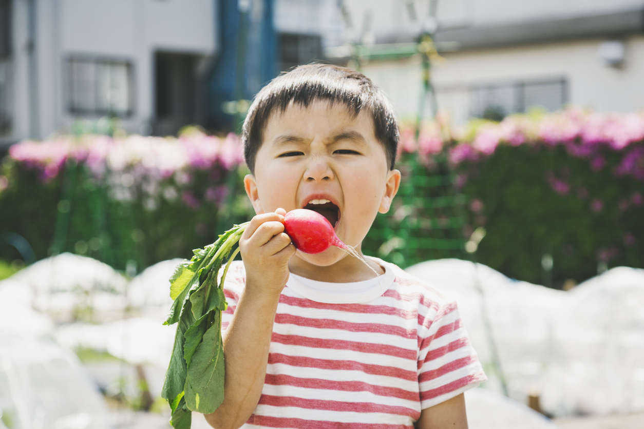 a child eats a raddish he grew himself from birthday goody bag seeds