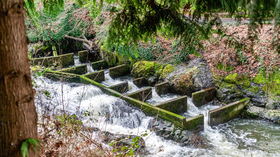 See salmon spawning at Brewery Park at Tumwater Falls, where a fish ladder helps salmon get upstream in the Deschutes River