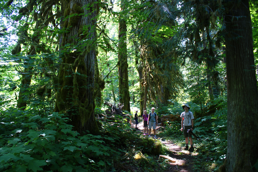 Old Sauk River trail is a good hike for kids near Seattle