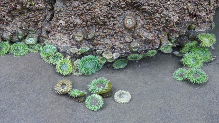Ruby Beach during low tide