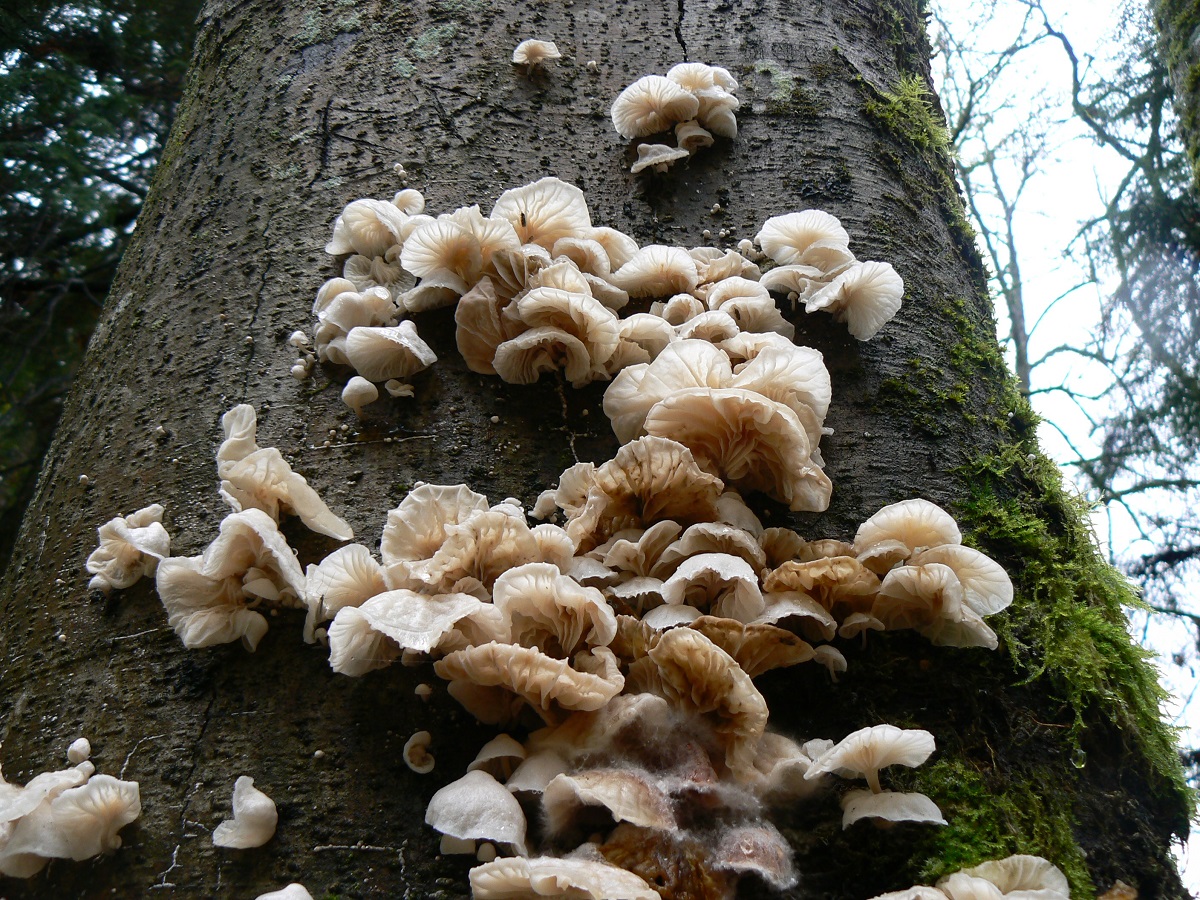 Close-up view of fungi growing on the side of a tree at Saltwater State Park near Des Moines, Washington best weather watching places near Seattle