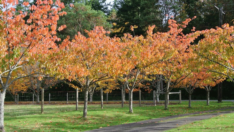 The changing leaves at Nashi Orchards, a family-friendly brewery