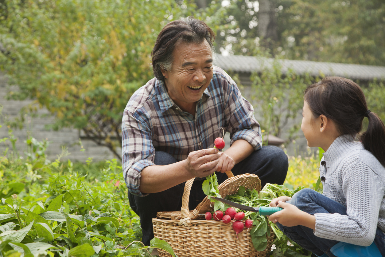 father and daughter picking radishes in the garden