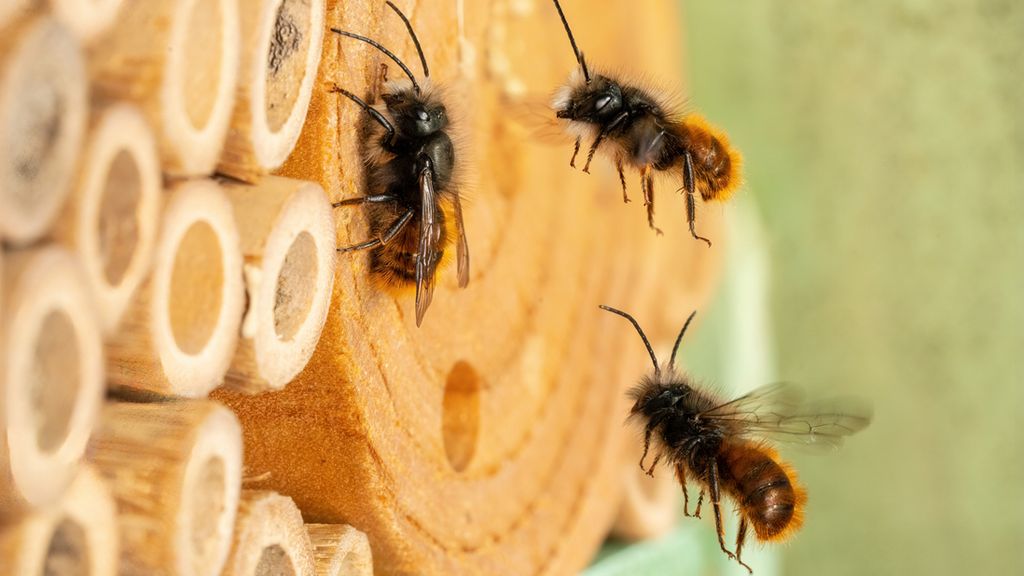 Keeping Mason Bees: 10 Expert Beekeeping Tips for Families