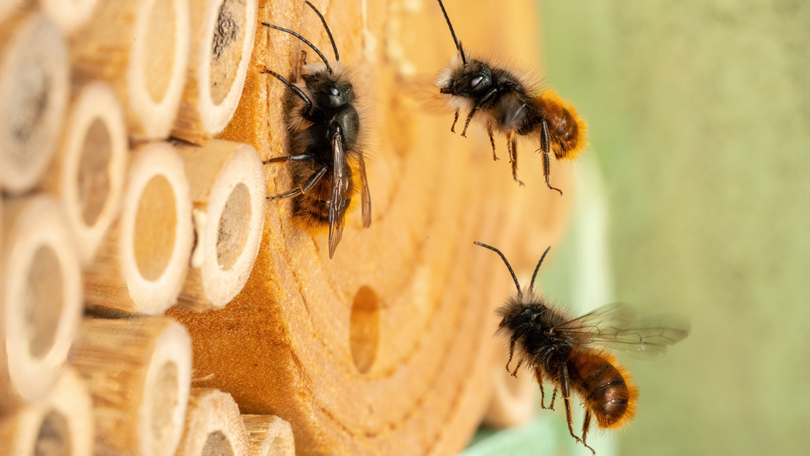 mason bees