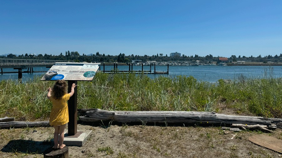Young girl reads a sign about local wildlife on Jetty Island in Everett