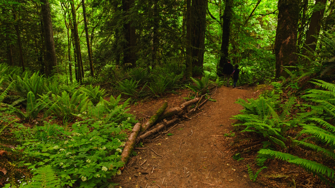 walking on a peaceful path through the forest is a great rainy day park activity