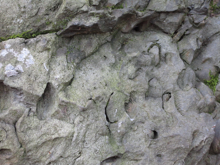 Upper Leschi Park Erratic fossils