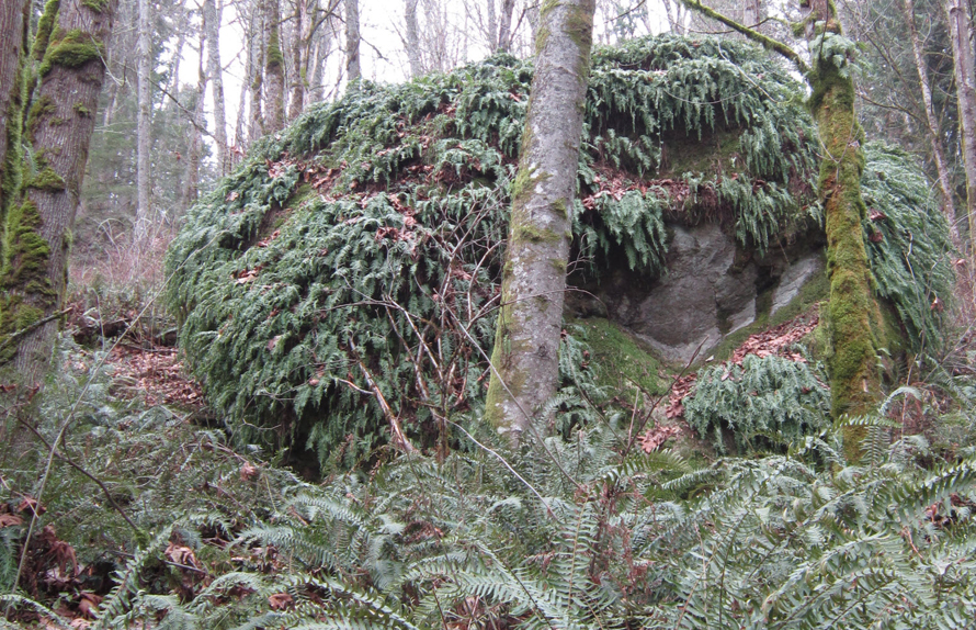 Cougar Mountain’s Fantastic Erratic