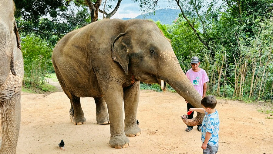 child feeding an elephant at the ethical Samui Animal Sanctuary
