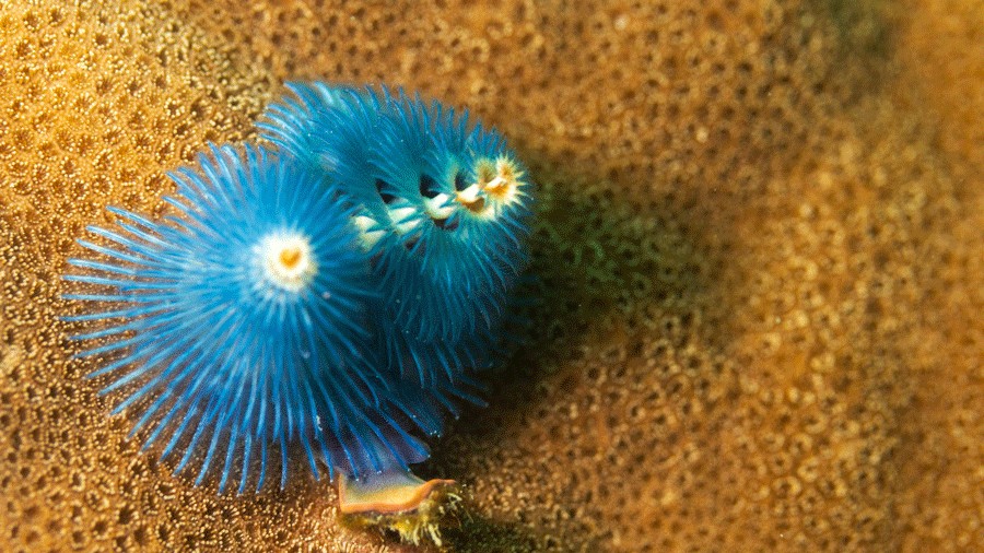 coral in Ko Tao, Thailand