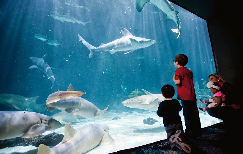 sharks-point-defiance-zoo-aquarium-living-dinosaur-descendants-kids