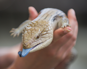 blue-tongued skink at PDZA