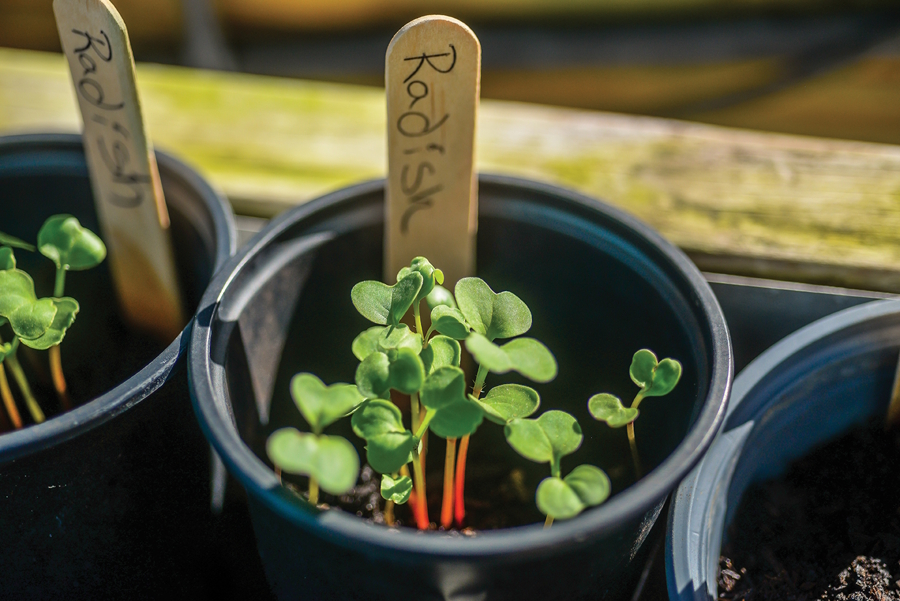 seedlings in a cup with a labeled stick