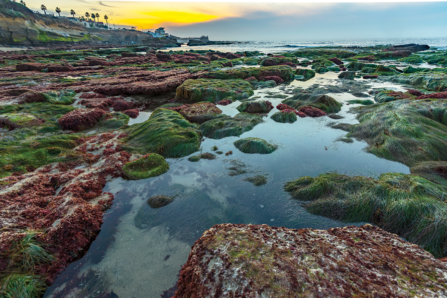 tidepools