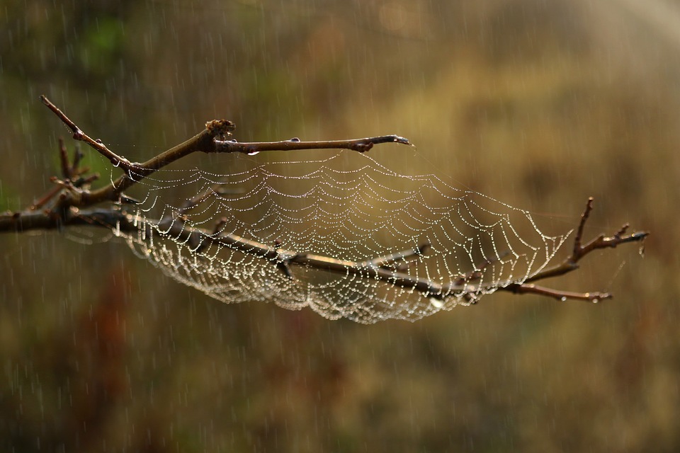spider web with raindrops dewdrops 