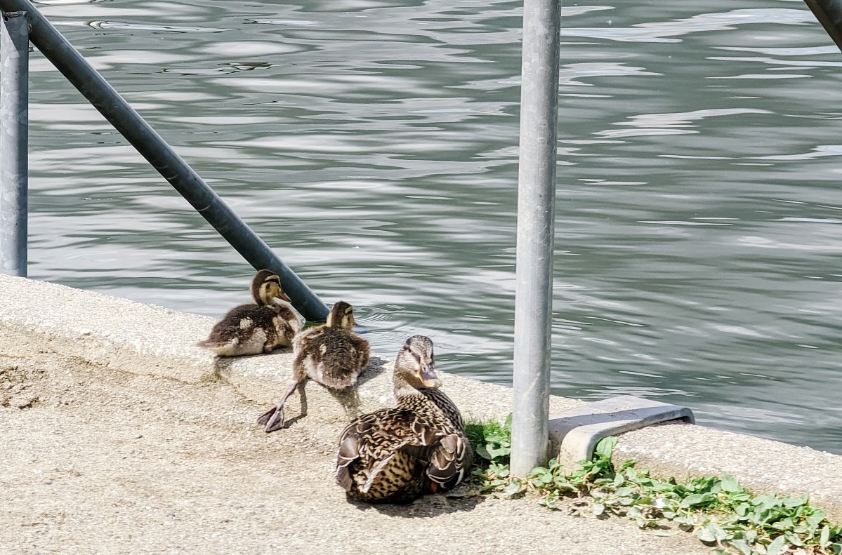 Mama and baby ducks enjoying the day at Kennydale Beach Park on Lake Washington