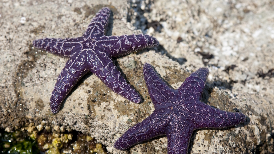 Two purple sea starts on a rock at a tide pool in Seattle
