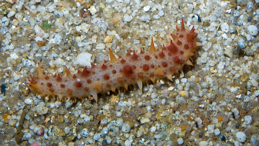 California sea cucumber in a Seattle tide pool