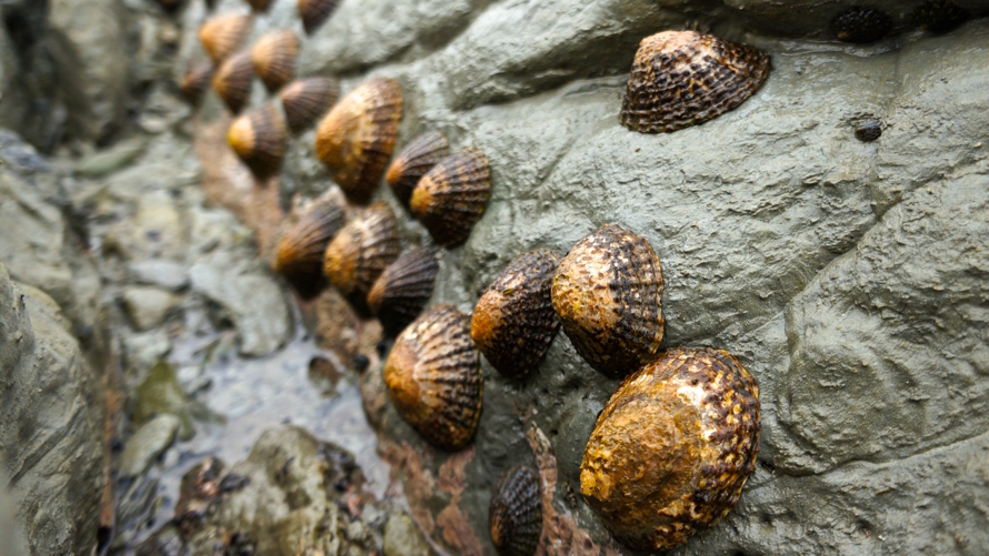 Limpets on a rock in a tide pool in Seattle