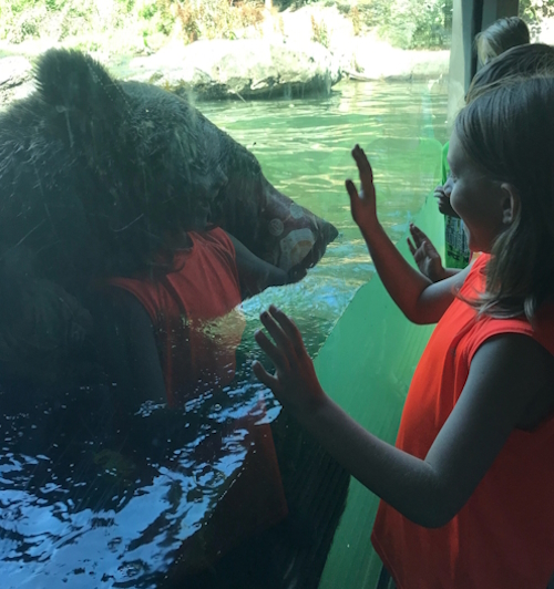 A young boy up close to a bear at Woodland Park zoo near the Green Lake neighborhood