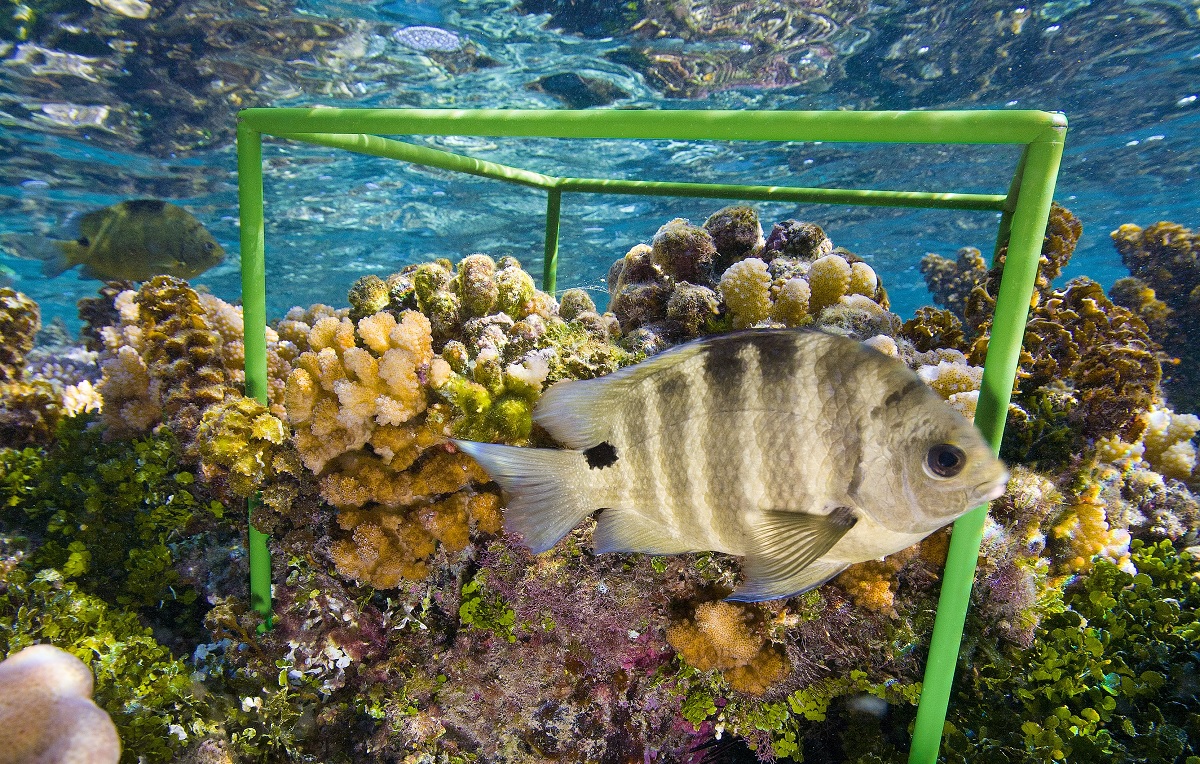 View underwater of a fish passing by a gree bio cube Smithsonian traveling exhibit examining life in one cubic foot of earth or sea