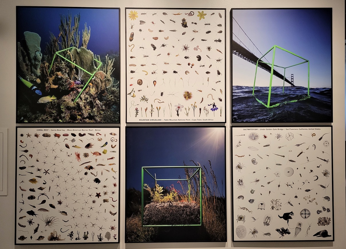 Photo of biocube display at Burke Museum Life in One Cubic Foot exhibit