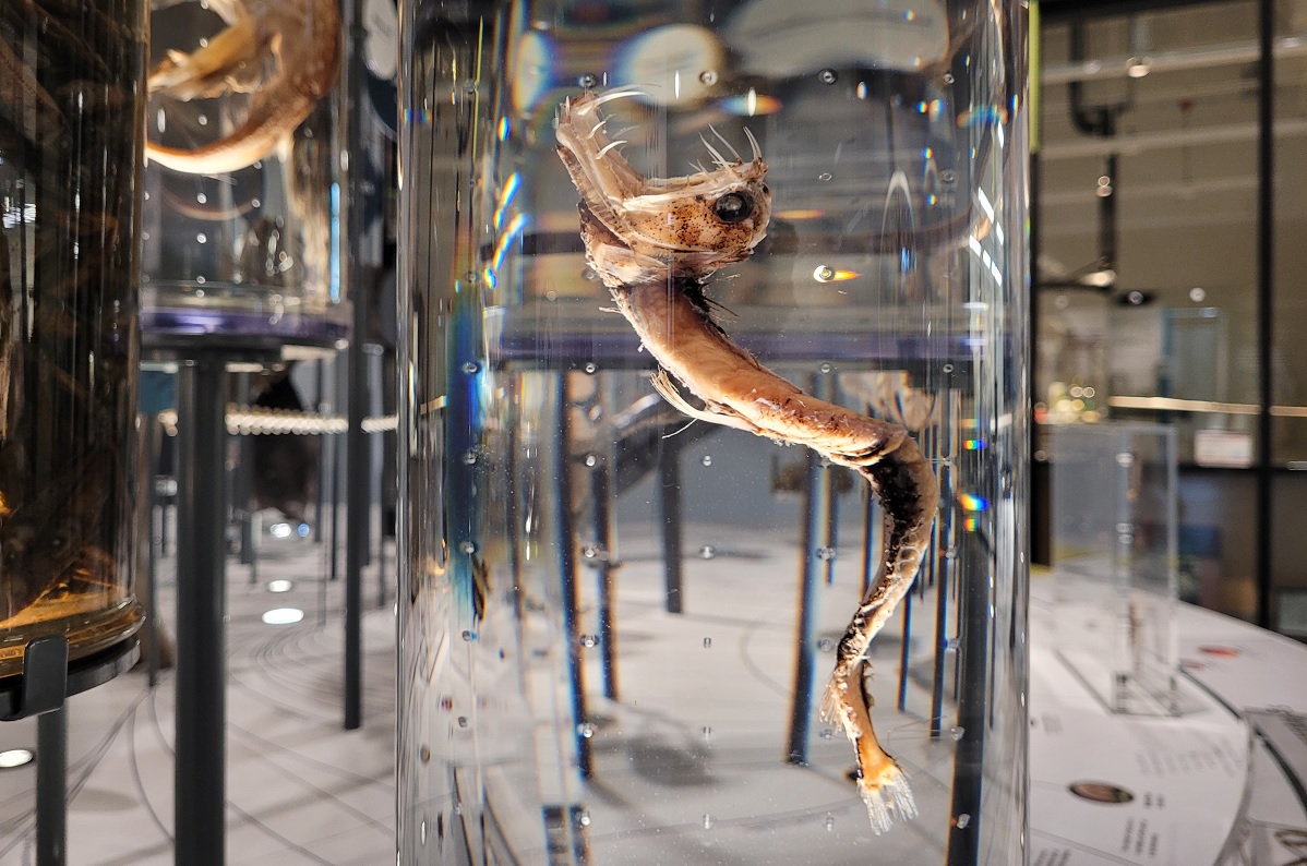 Specimen on display at Burke Museum tower of life