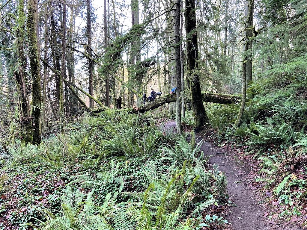 Best Kid-Friendly Hikes and Strolls on Bainbridge Island