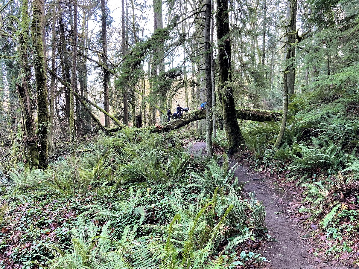 Kids playing on a fun woodsy trail on best Bainbridge Island hikes to take with kids for Seattle families