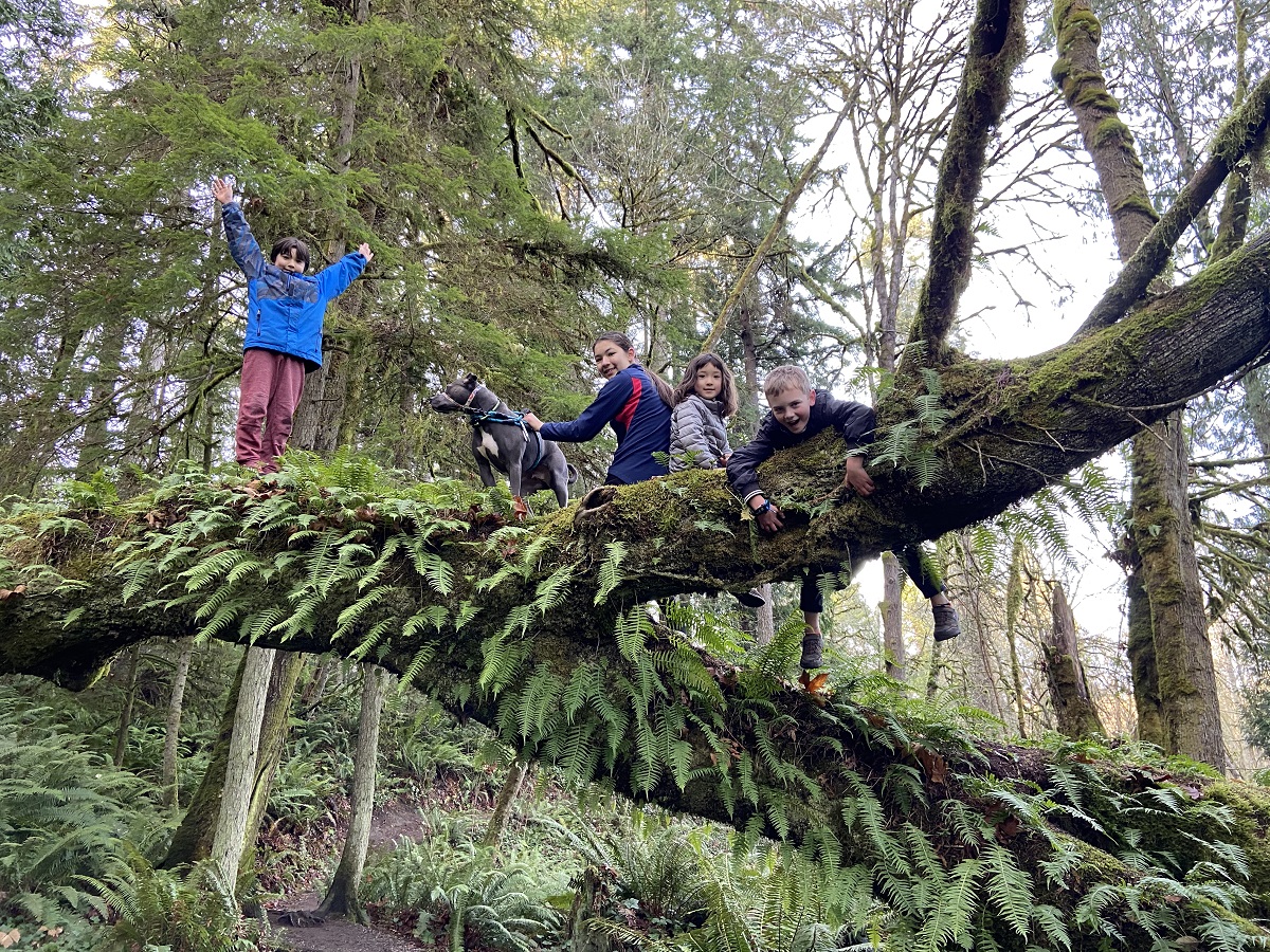 A group of children and a dog perched on a large horizontal log covered with ferns on the fairy dell trail on Bainbridge Island
