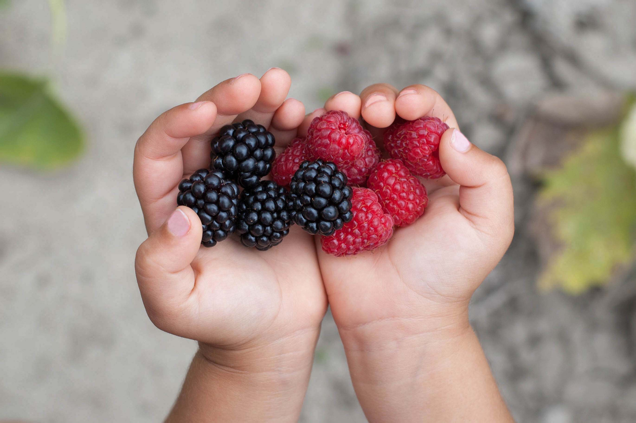 closeup of raspberries and blackberries in a child's cupped hands