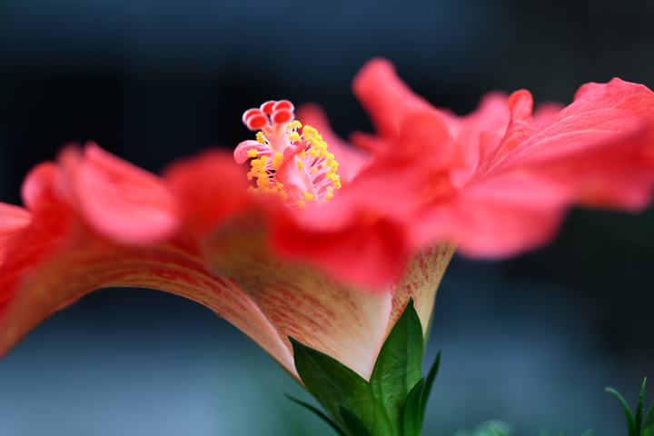 Close up of a beautiful red hibiscus flower at Seattle's warm and wonderful Volunteer Park Conservatory tropical escape for kids and families