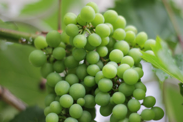 Grapes