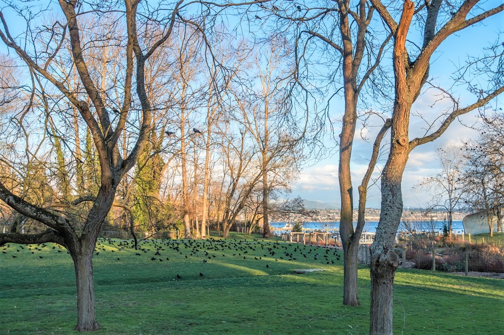 Beer Sheva Park, Rainier Beach