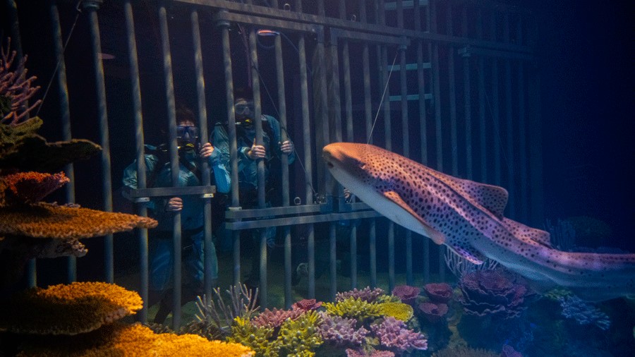 Point Defiance Zoo & Aquarium’s Newest Exhibits Families Will Love