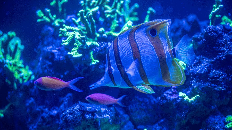 Fish in the Coral Reef U-Close exhibit that just opened at Point Defiance Zoo and aquarium