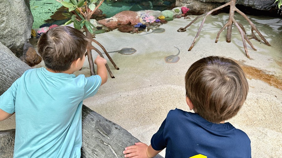 Two young boys point at stingrays in the remodeled Tropical Reef Aquarium at Point Defiance Zoo