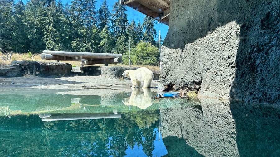 A polar bear in the Arctic Tundra exhibit at Point Defiance Zoo and Aquarium