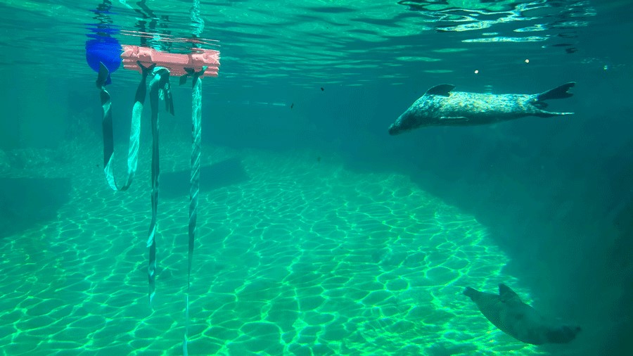 young seal pup swimming with its mother at the Point Defiance Zoo & Aquarium