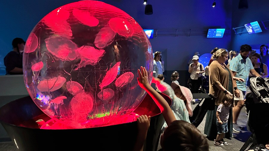 young child touching a jelly globe at the Point Defiance Zoo and Aquarium