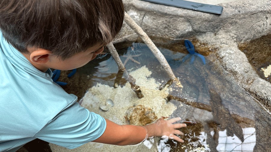 Young child gently touching sea creatures in a touch tank at Point Defiance Zoo and Aquarium