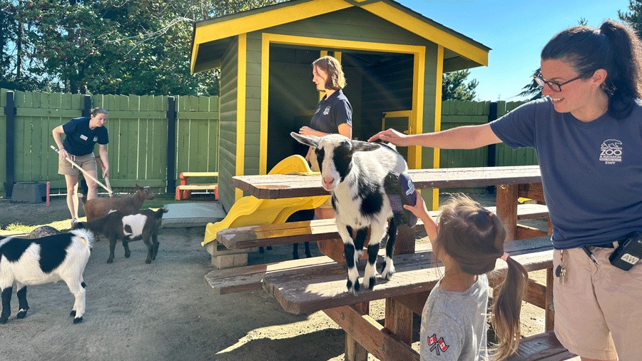 Petting goats at the Point Defiance Zoo & Aquarium Groovy Goats: New Kids Edition experience