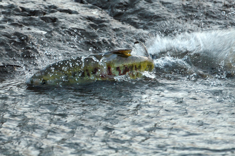 Where to See Spawning Salmon Around the South Sound and South King County