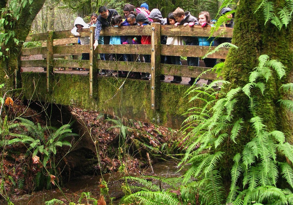 Kennedy Creek salmon viewing