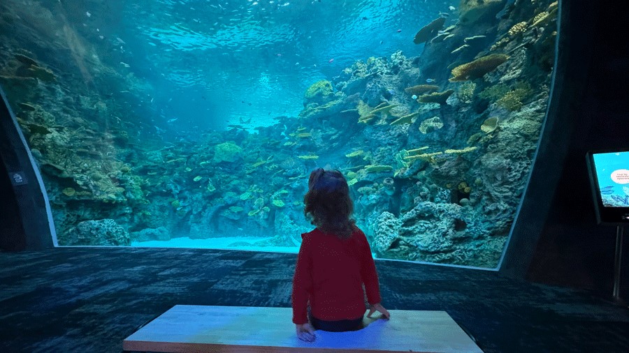 The Reef Habitat at Seattle Aquarium Ocean Pavilion
