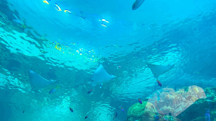 Three spotted eagle rays swim through The Reef at Seattle Aquarium's Ocean Pavilion