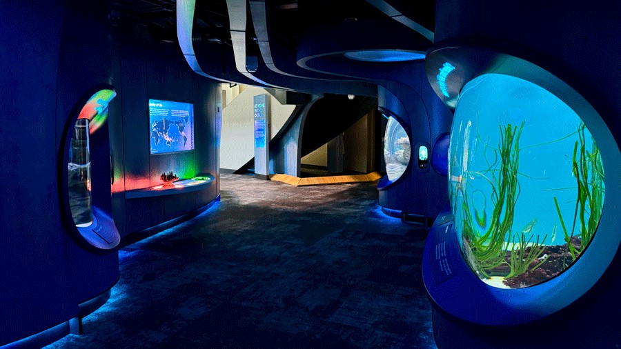 One Ocean Hall explores Indo-Pacific species, with kid-friendly exhibits, at the Seattle Aquarium Ocean Pavilion