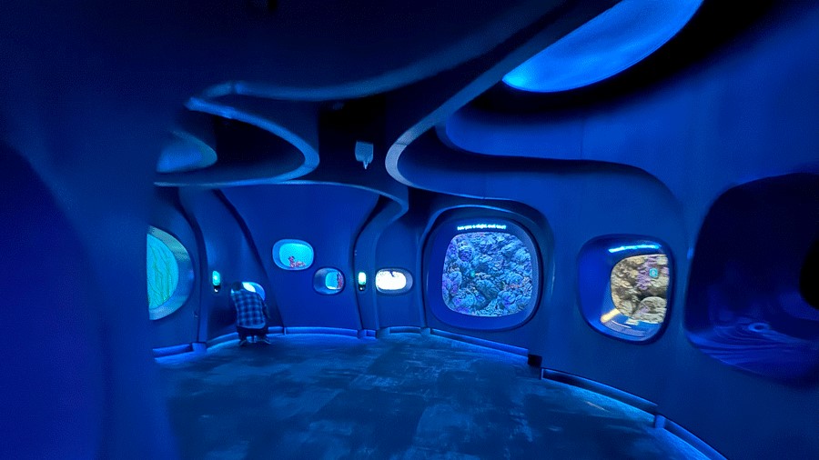 At Home in the Ocean, a new exhibit at the Seattle Aquarium Ocean Pavilion has touch screen displays to help identify species